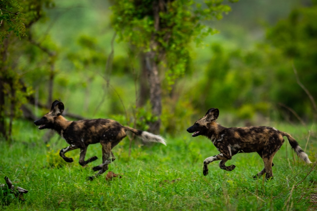 Come visitare Kruger Park con Secret World nel 2026 - Kruger Park | Secret World Trip Planner