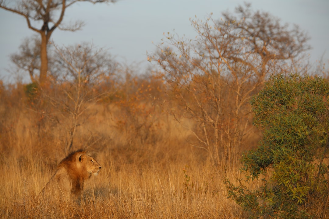 How to Visit Kruger Park with Secret World in 2026 - Kruger Park | Secret World Trip Planner