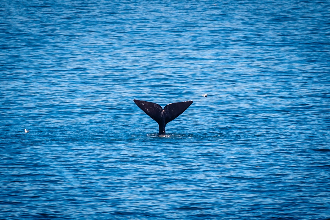 Weekend in Hermanus with Secret World: Your Perfect Guide - Hermanus | Secret World Trip Planner