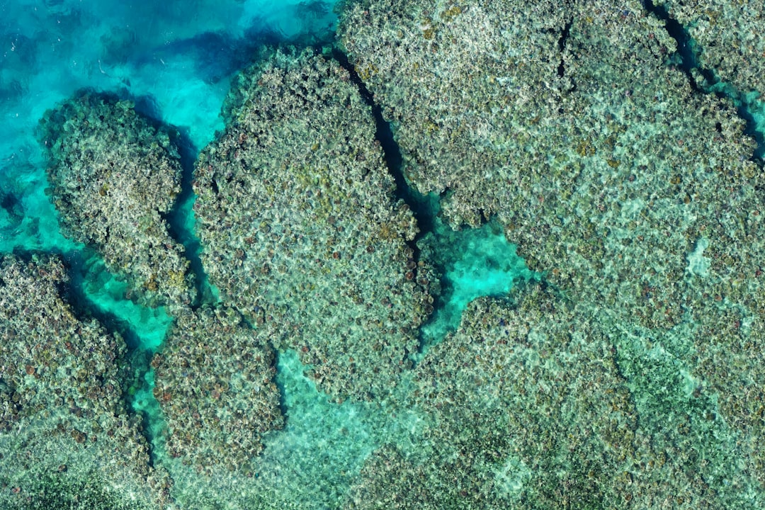 Secret World vs TripIt: Best Way to Explore Great Barrier Reef — Great Barrier Reef