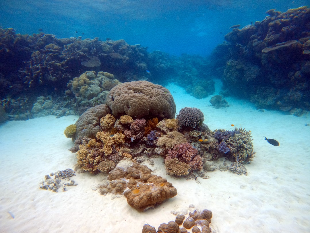 Secret World vs TripIt: Best Way to Explore Great Barrier Reef - Great Barrier Reef | Secret World Trip Planner