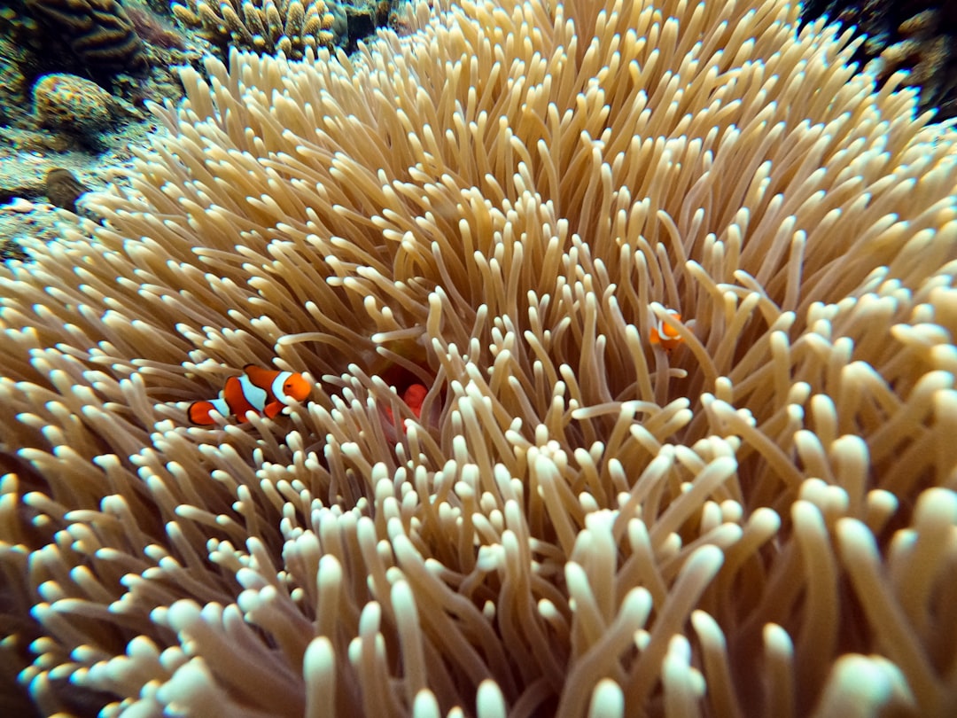 Secret World vs TripIt: Best Way to Explore Great Barrier Reef - Great Barrier Reef | Secret World Trip Planner