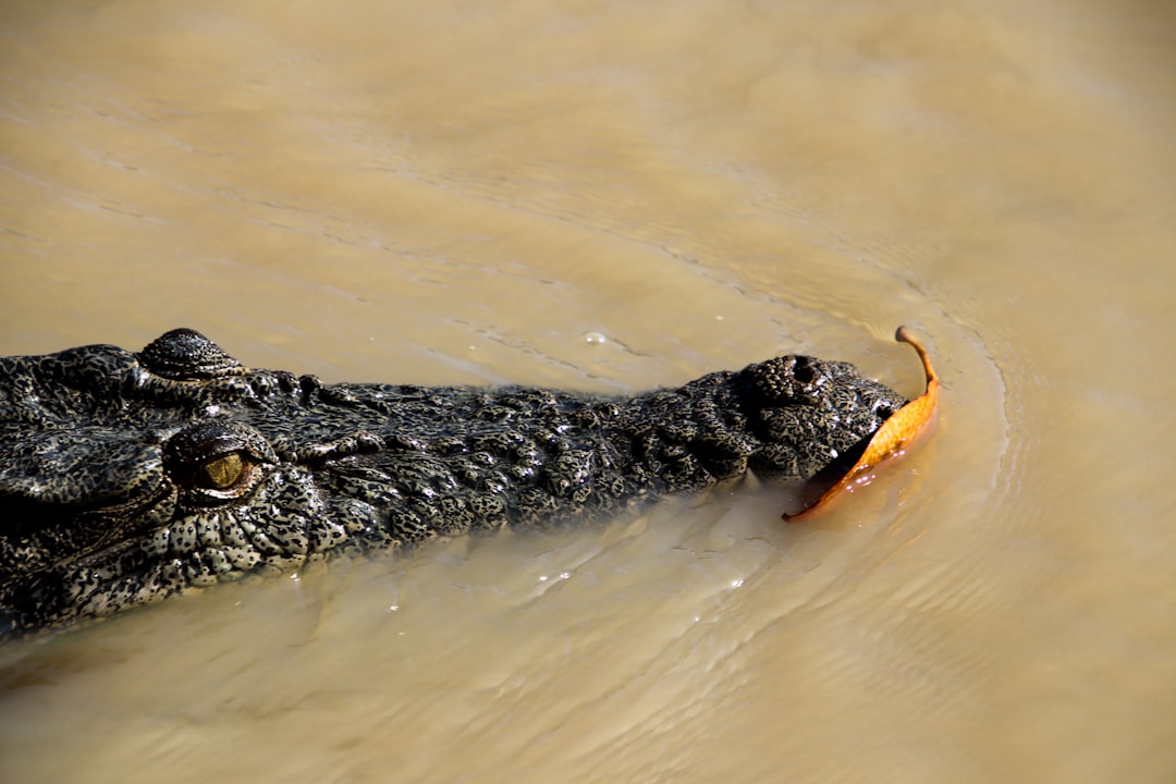 Perfect Kakadu Itinerary with AI: 2026 Guide - Kakadu | Secret World Trip Planner