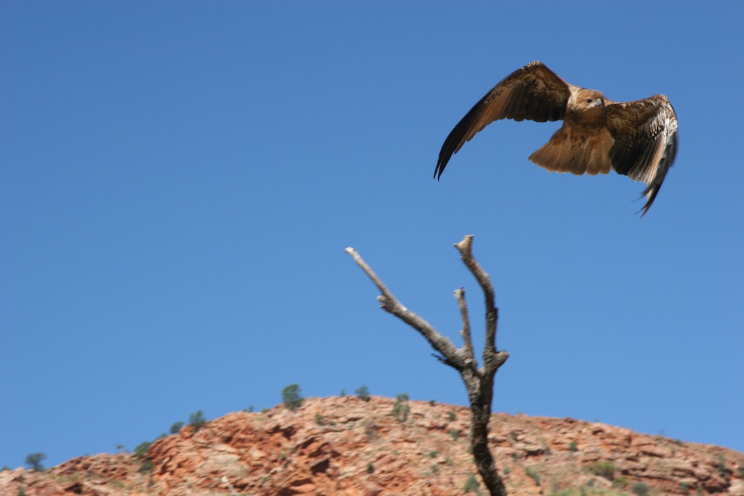Weekend in Alice Springs with Secret World: Your Perfect Guide! - Alice Springs | Secret World Trip Planner