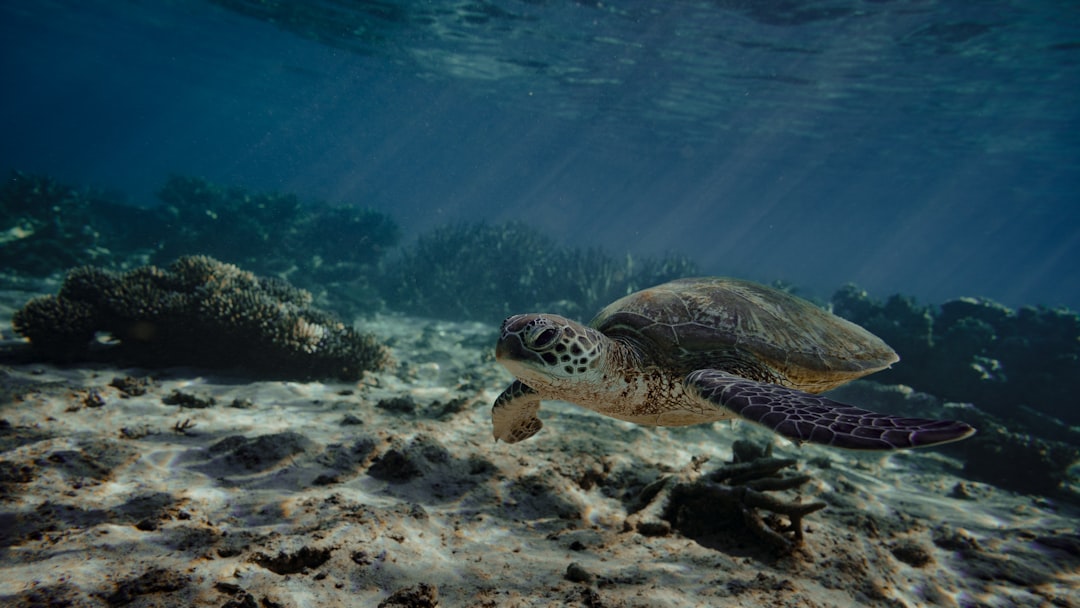 Secret World vs TripIt: The Best Trip Planner for Ningaloo Reef - Ningaloo Reef | Secret World Trip Planner