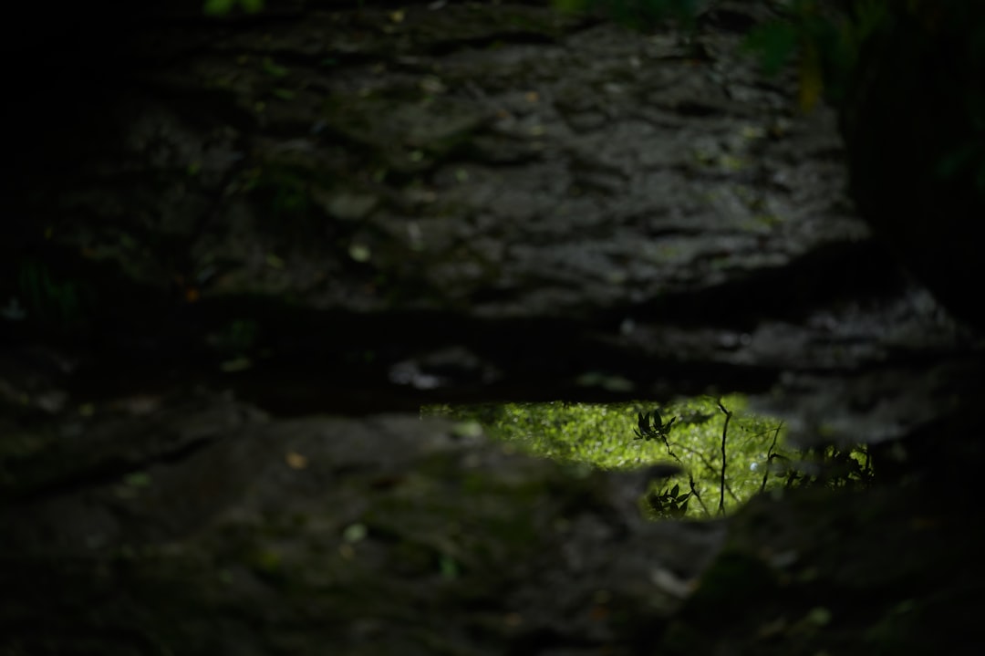 Les Grottes Magiques de Waitomo : Lumière et Ombres - 39 Waitomo Village Road | Secret World Trip Planner