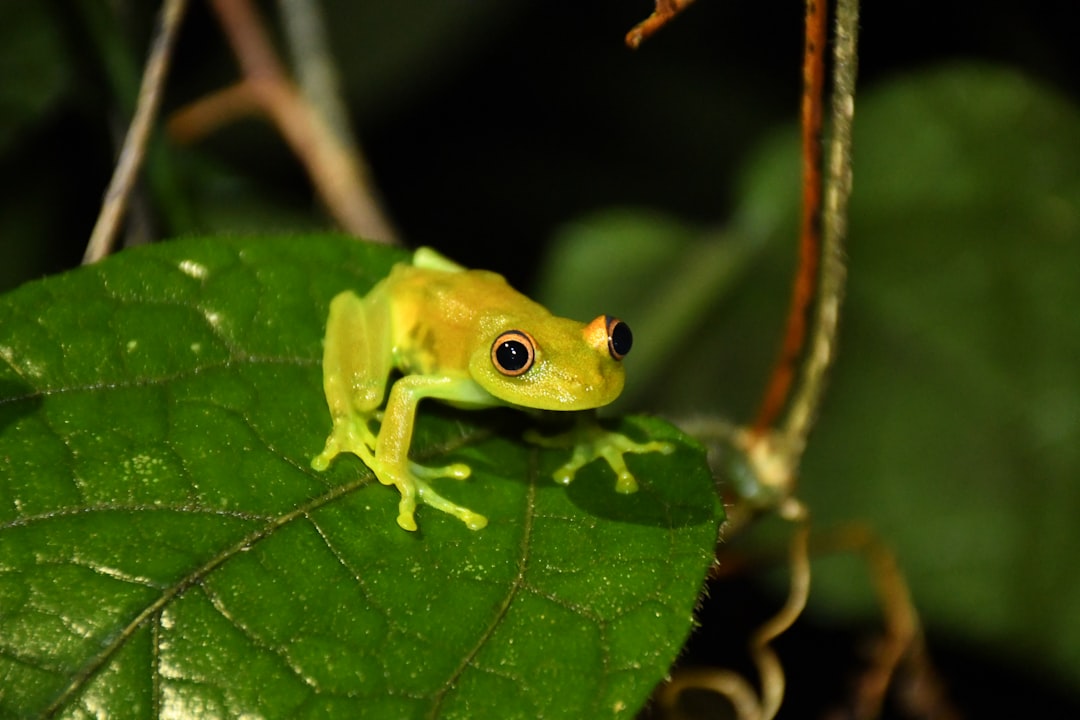 Exploring the Magic of the Amazon Rainforest - Codajás - Amazonas | Secret World Trip Planner