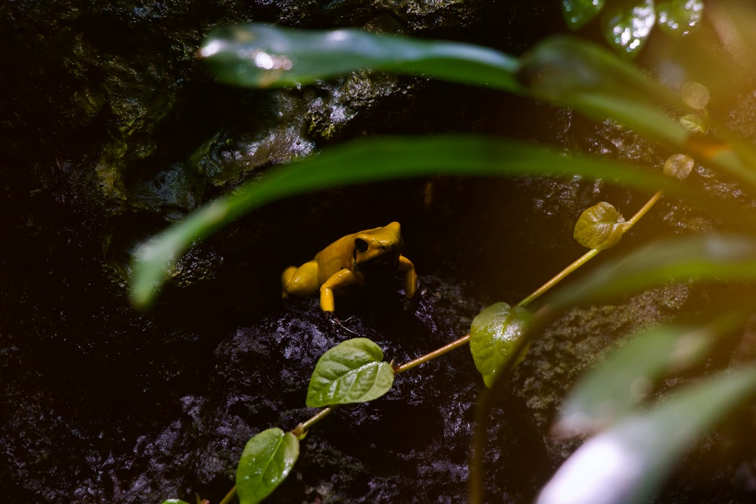 Exploring the Magic of the Amazon Rainforest - Codajás - Amazonas | Secret World Trip Planner