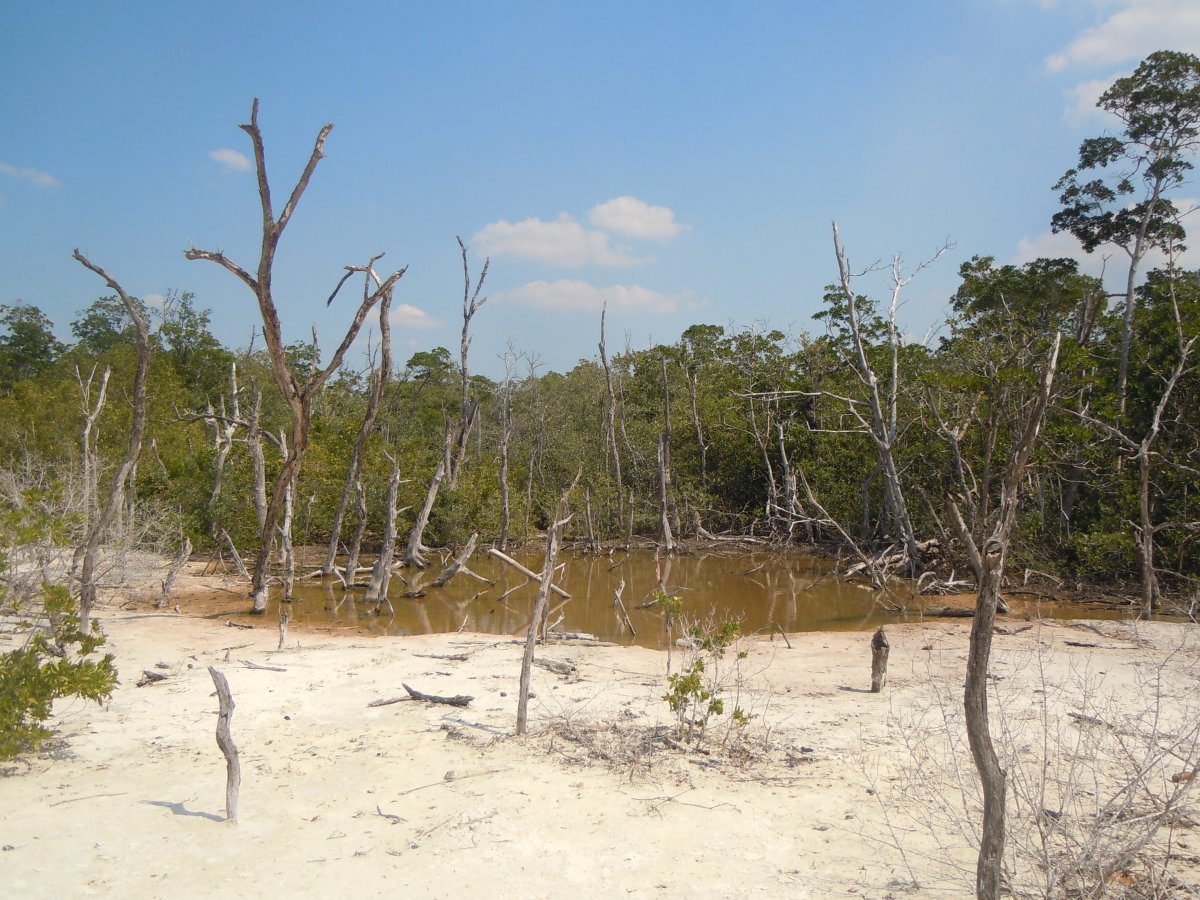 Cayo Levisa: Cuba's Hidden Paradise Awaits You - Cayo Levisa | Secret World Trip Planner