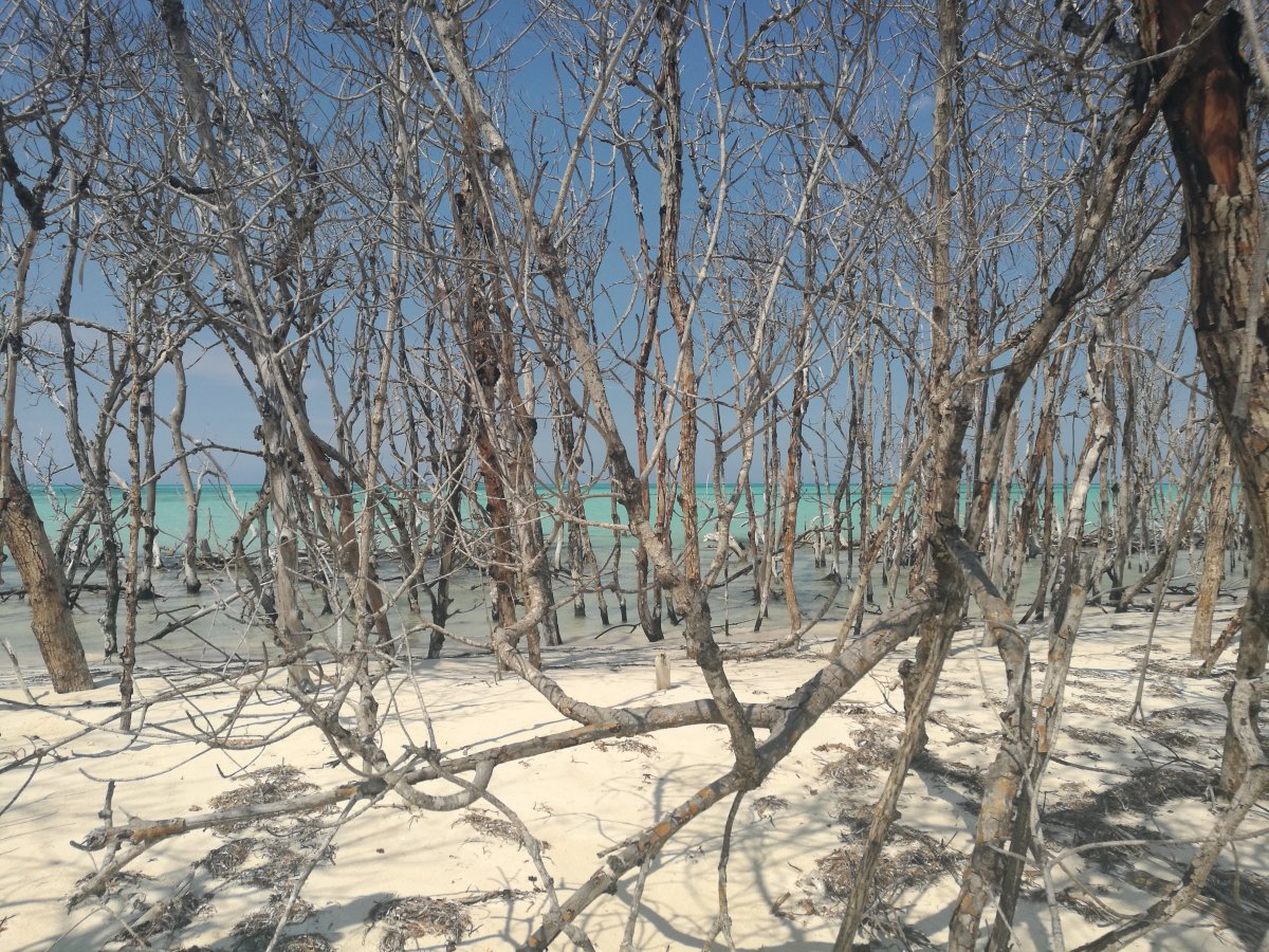 Cayo Levisa: O Paraíso Escondido de Cuba - Cayo Levisa | Secret World Trip Planner
