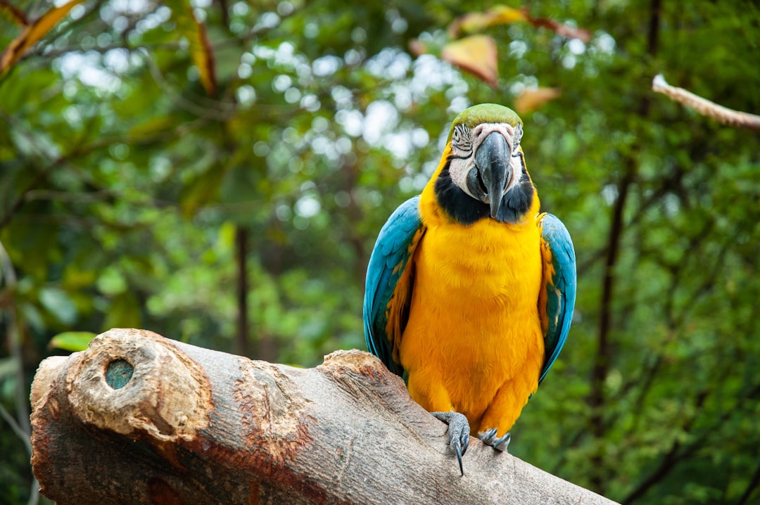 Scopri il Parque de Aves Exoticas in Ecuador - Puyo | Secret World Trip Planner