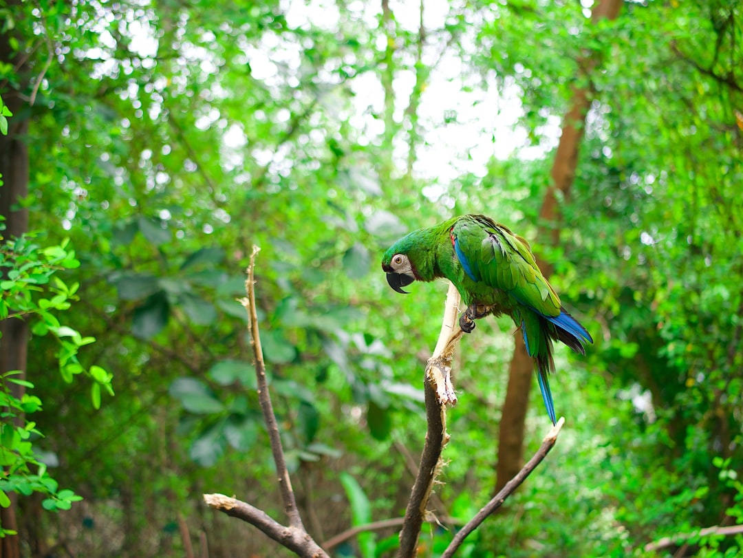 Scopri il Parque de Aves Exoticas in Ecuador - Puyo | Secret World Trip Planner