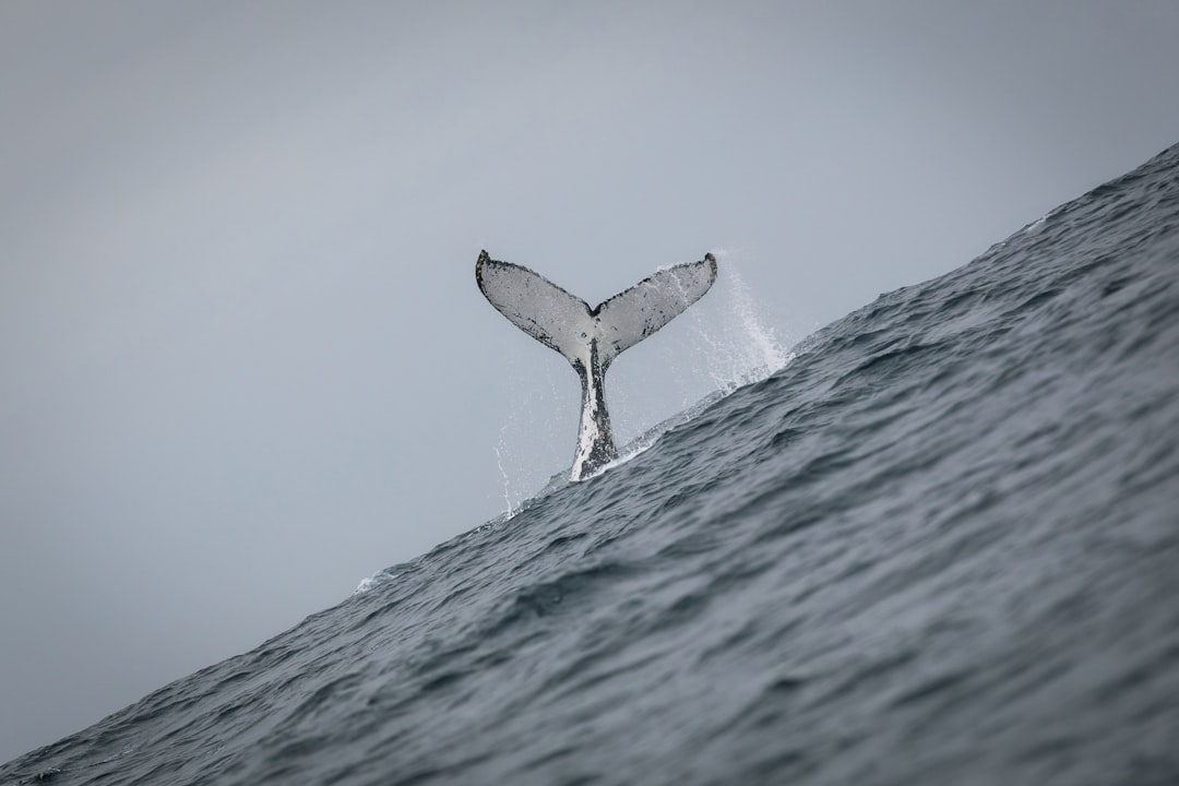 Entdecken Sie Punta Ballena: Ein Naturparadies in Ecuador - Jama | Secret World Trip Planner