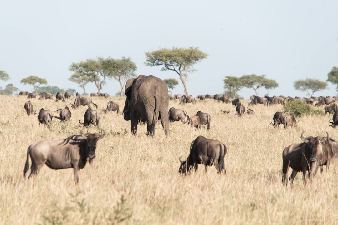 Senderos impresionantes en Moshi: Aventuras en Kilimanjaro - Moshi | Secret World Trip Planner