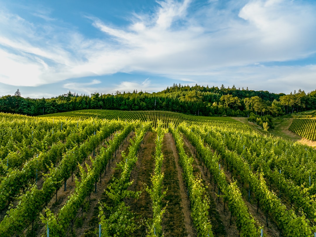 Willamette Valley: Il Paradiso del Pinot Noir - Willamette Valley | Secret World Trip Planner