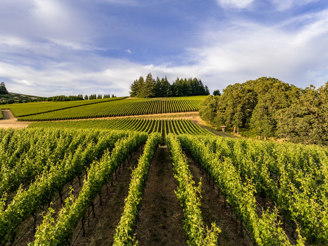 Willamette Valley: The Pinot Noir Paradise - Willamette Valley | Secret World Trip Planner