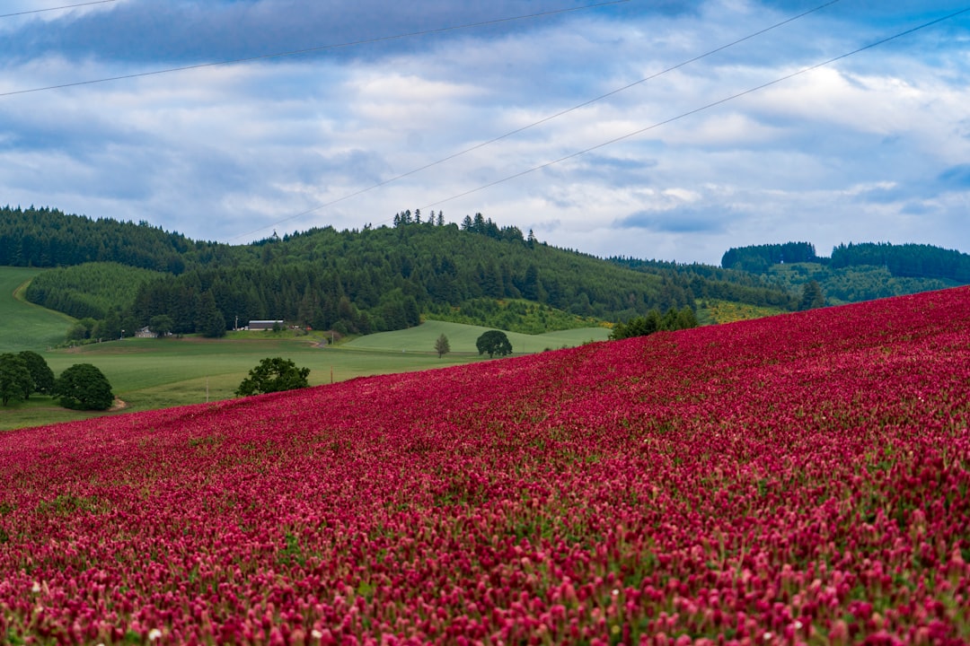 Willamette Valley: The Pinot Noir Paradise - Willamette Valley | Secret World Trip Planner
