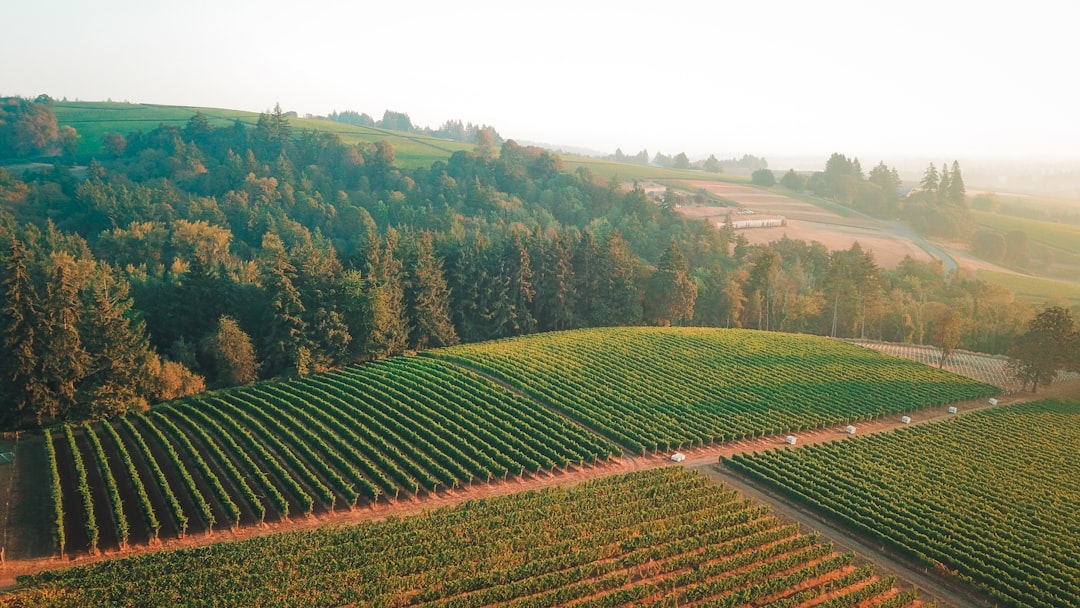 Willamette Valley: El Paraíso del Pinot Noir - Willamette Valley | Secret World Trip Planner