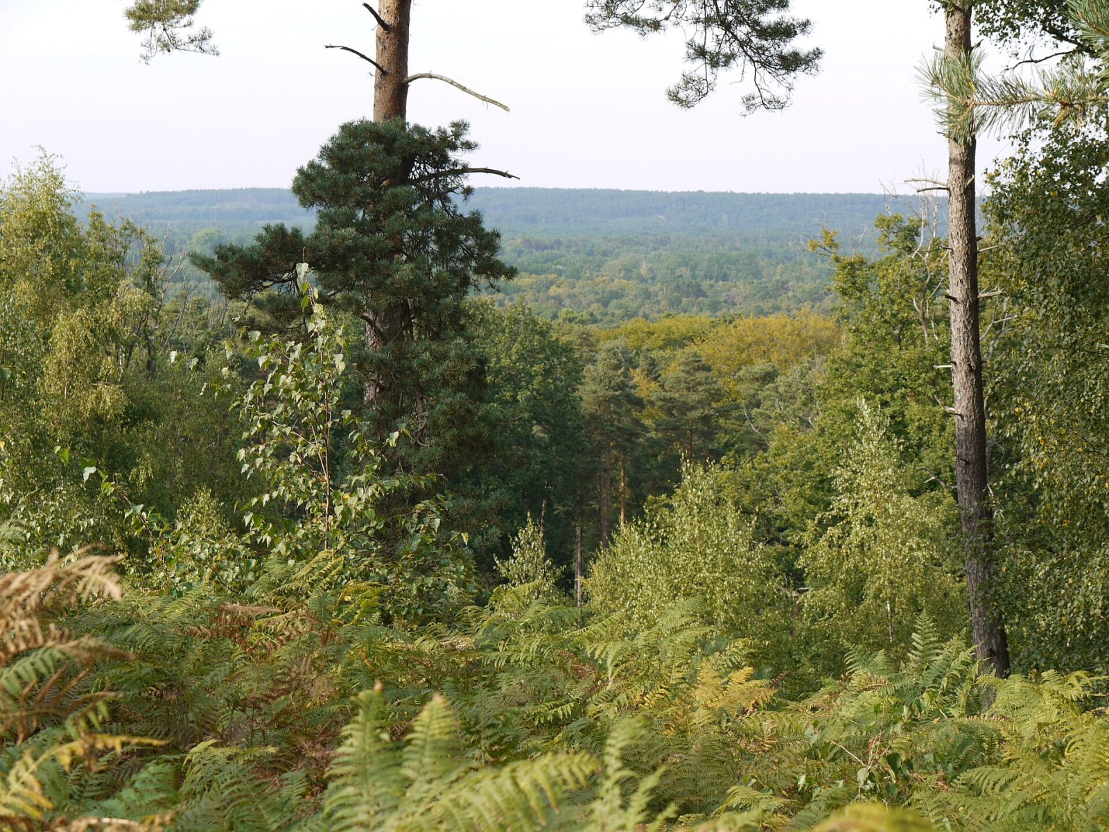 Scopri la magica Forêt de Rambouillet: un tesoro naturale - Rambouillet | Secret World Trip Planner