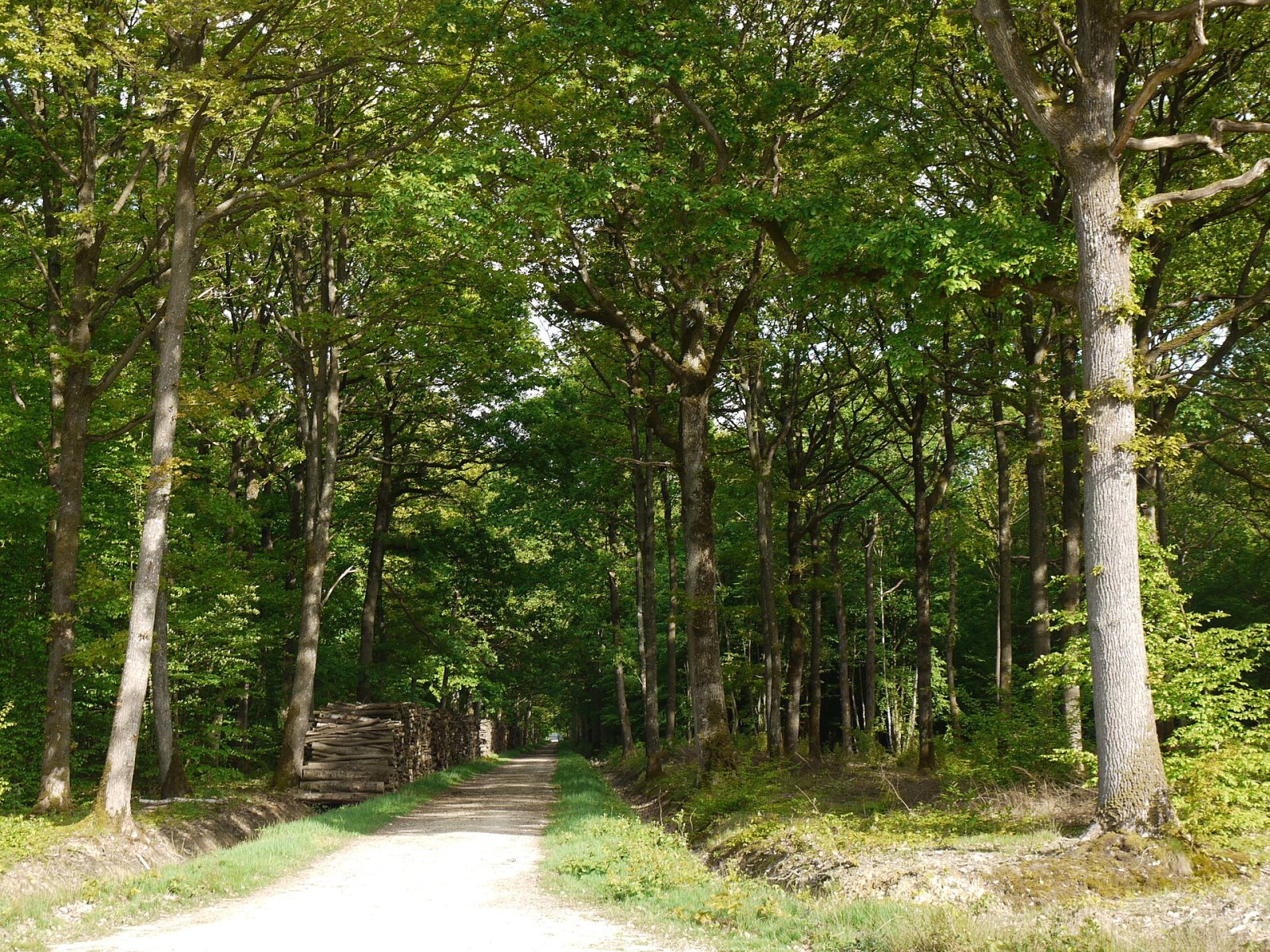Scopri la magica Forêt de Rambouillet: un tesoro naturale - Rambouillet | Secret World Trip Planner