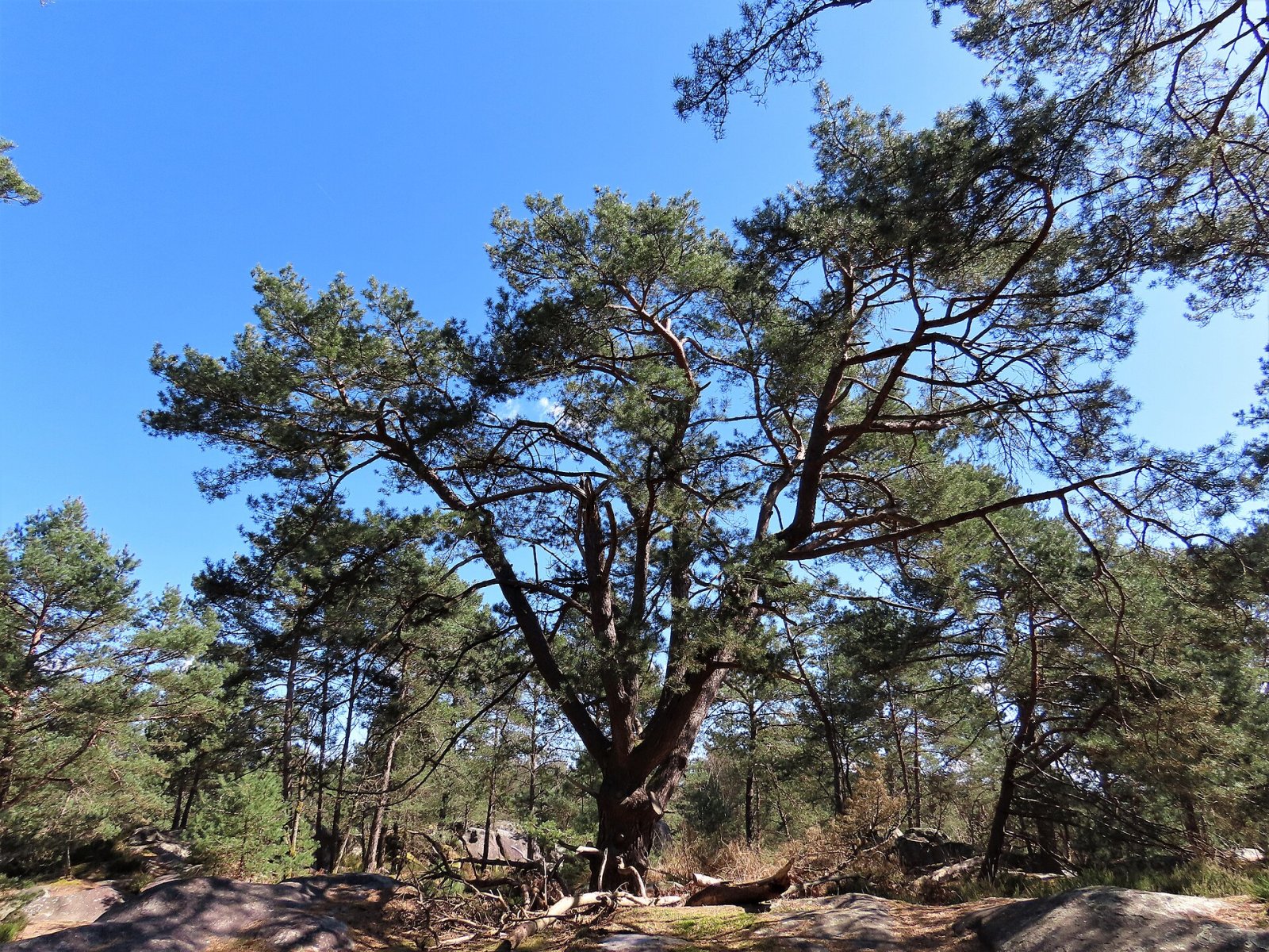 Entdecken Sie die Gorges de Franchard: ein Naturparadies in Fontainebleau - Fontainebleau | Secret World Trip Planner