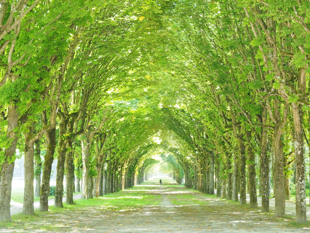 Descubre la Forêt de Fontainebleau: un rincón de naturaleza en Francia - Fontainebleau | Secret World Trip Planner