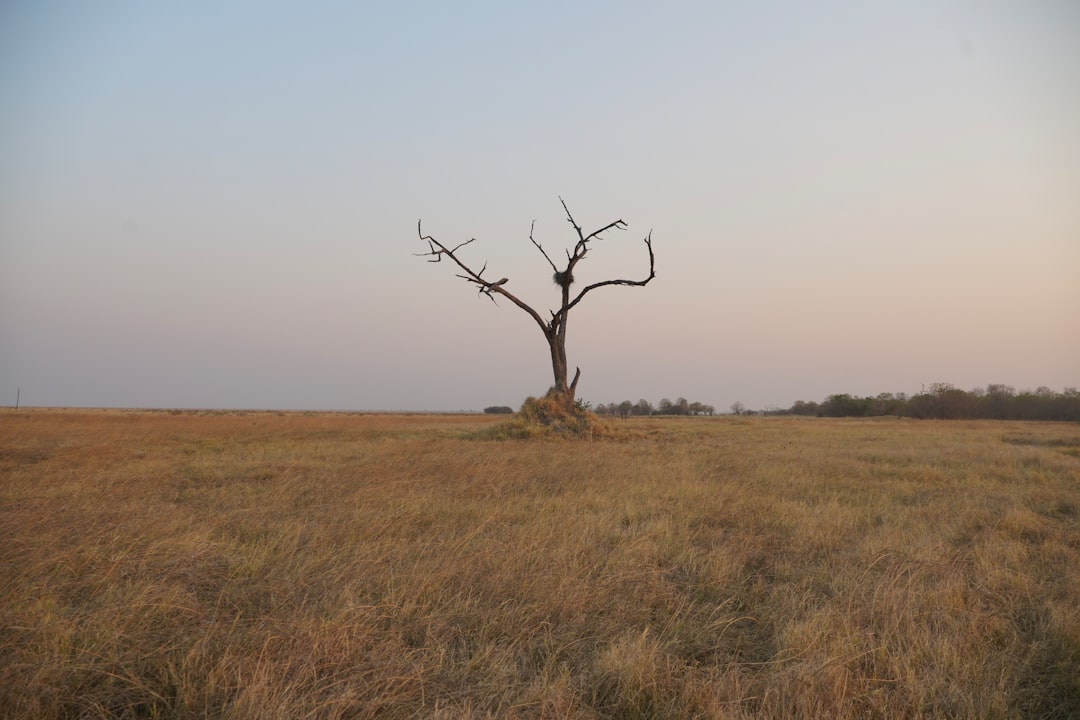 Maun: The Green Heart of the Okavango Delta - Maun | Secret World Trip Planner