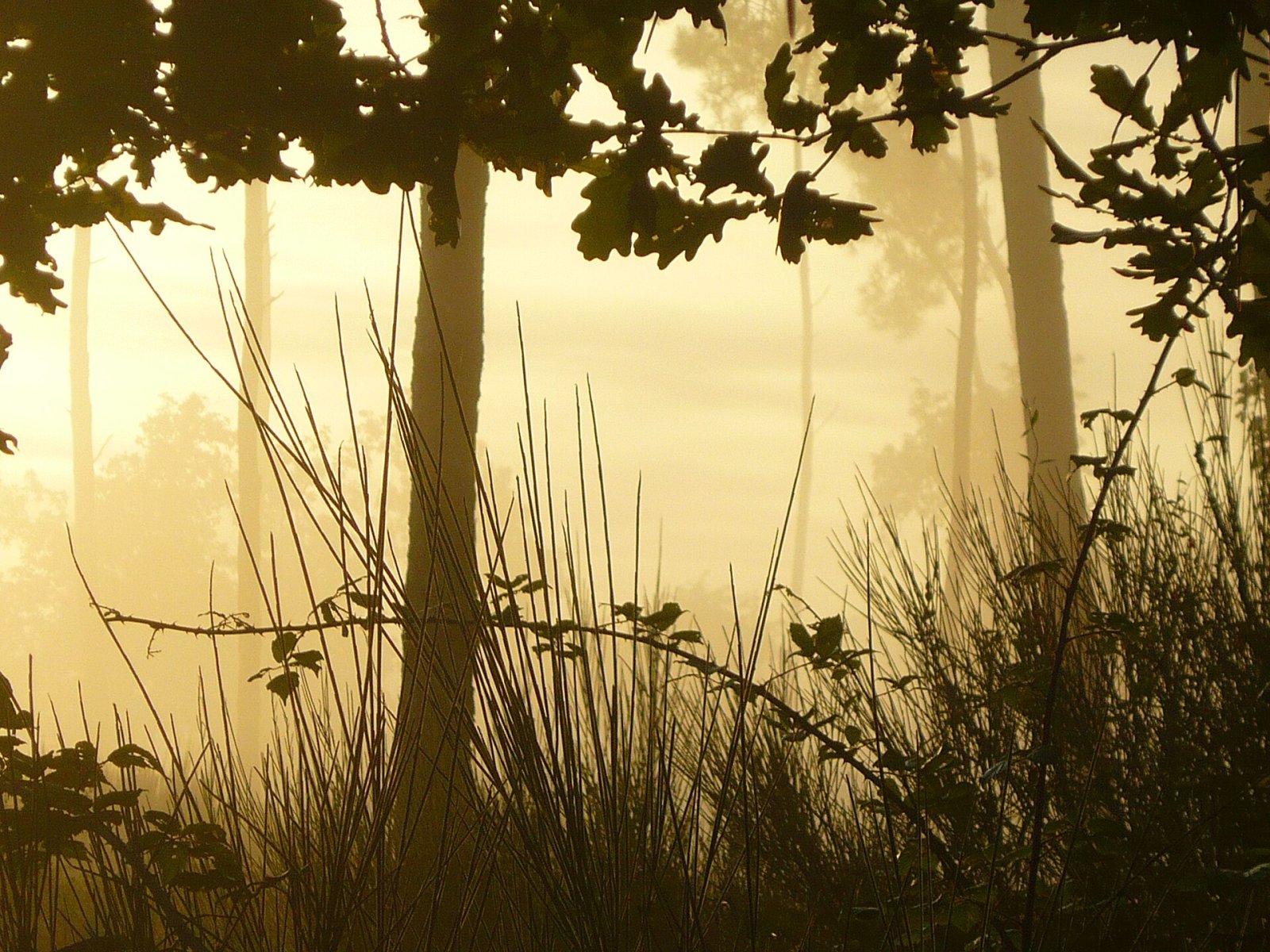 Esplora la Forêt des Landes: Natura e Avventura in Francia - Sainte-Mère | Secret World Trip Planner