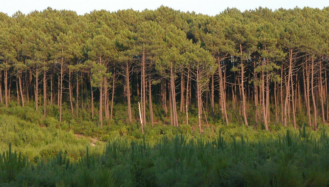 Explore the Forêt des Landes: Nature and Adventure in France - Sainte-Mère | Secret World Trip Planner