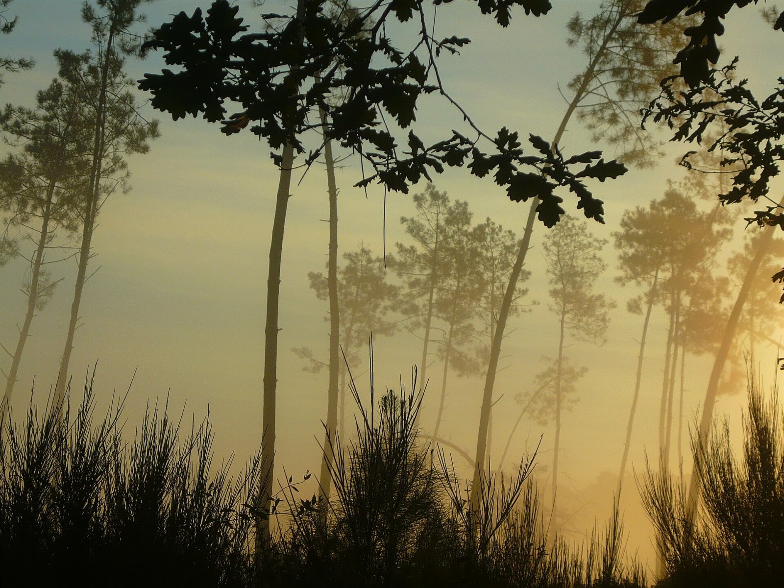 Explore a Forêt des Landes: Natureza e Aventura na França - Sainte-Mère | Secret World Trip Planner