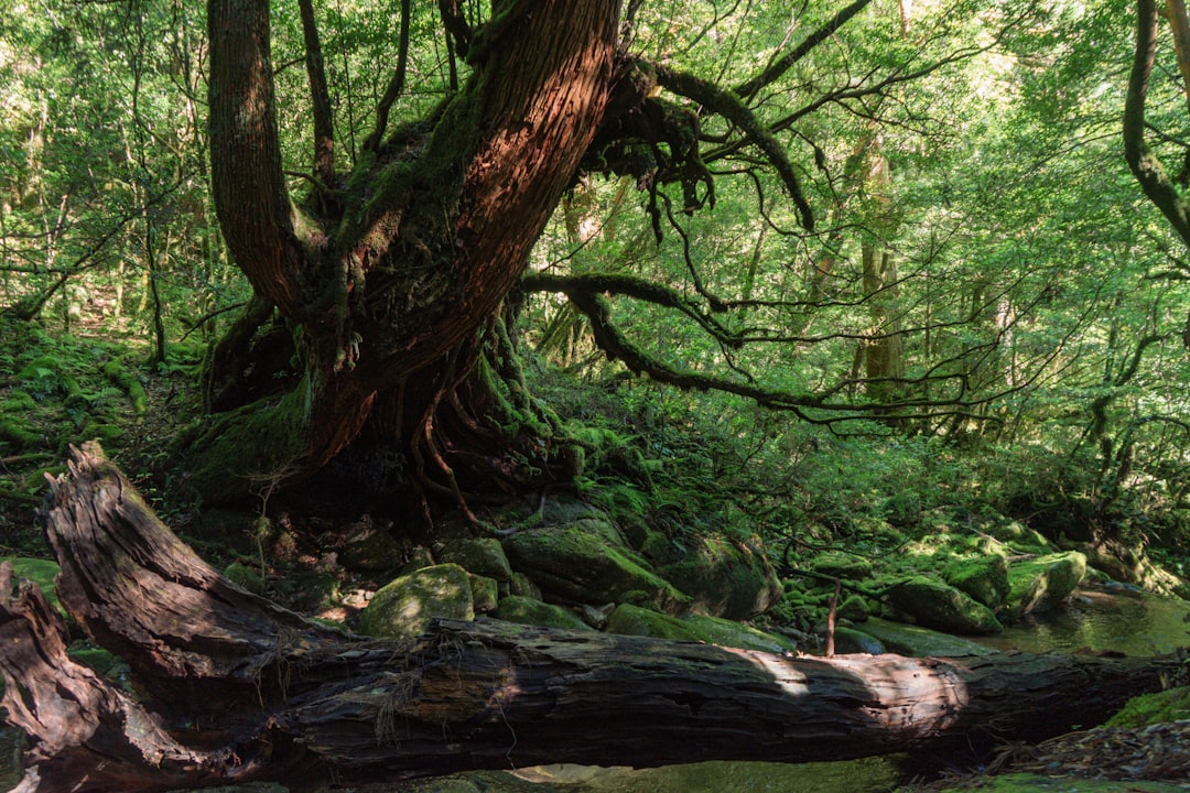 Scopri Yakushima: un gioiello naturale del Giappone - Yakushima | Secret World Trip Planner