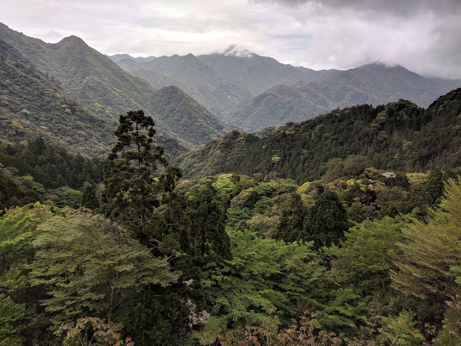 Scopri Yakushima: un gioiello naturale del Giappone - Yakushima | Secret World Trip Planner