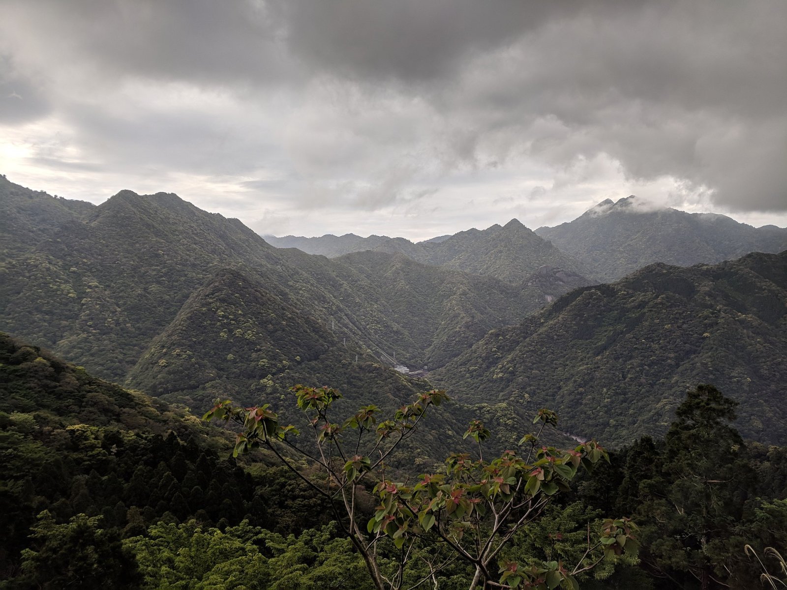 Entdecke Yakushima: Ein Naturjuwel Japans - Yakushima | Secret World Trip Planner