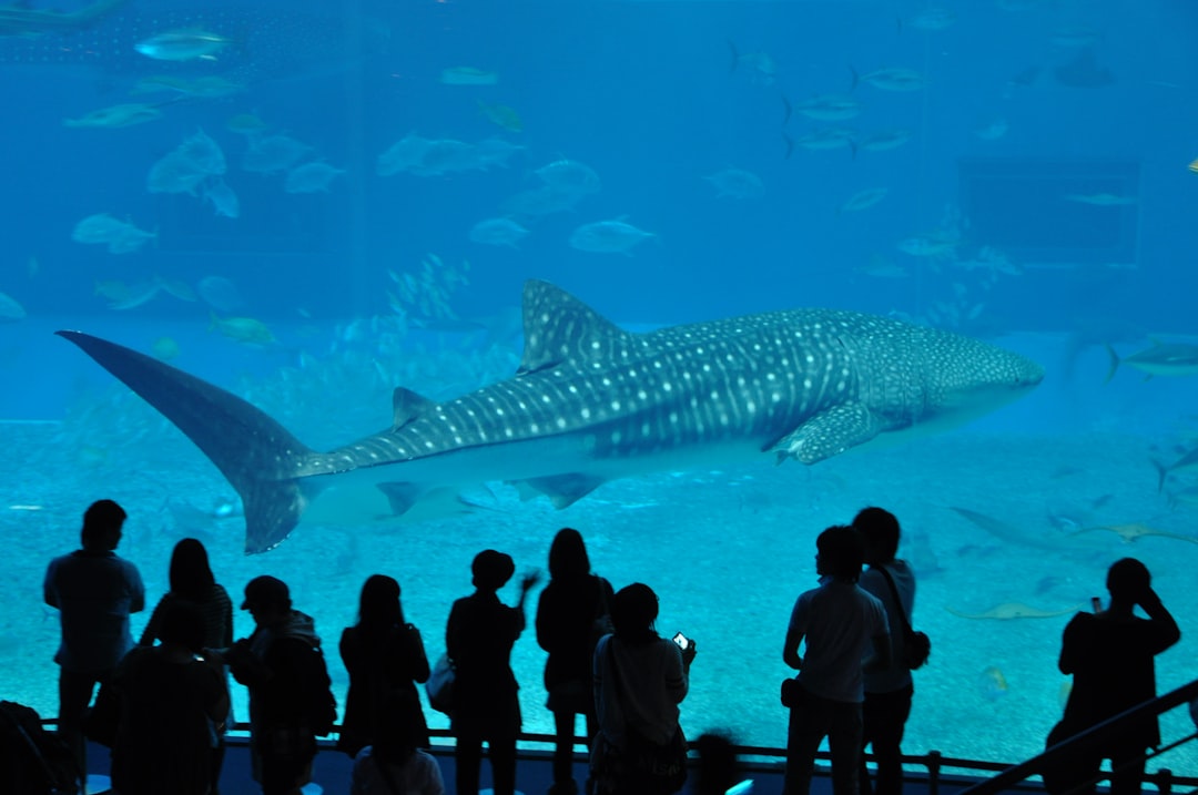 Scopri l'Okinawa Churaumi Aquarium: Un gioiello del Giappone — Motobu