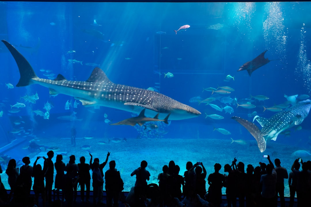 Scopri l'Okinawa Churaumi Aquarium: Un gioiello del Giappone - Motobu | Secret World Trip Planner