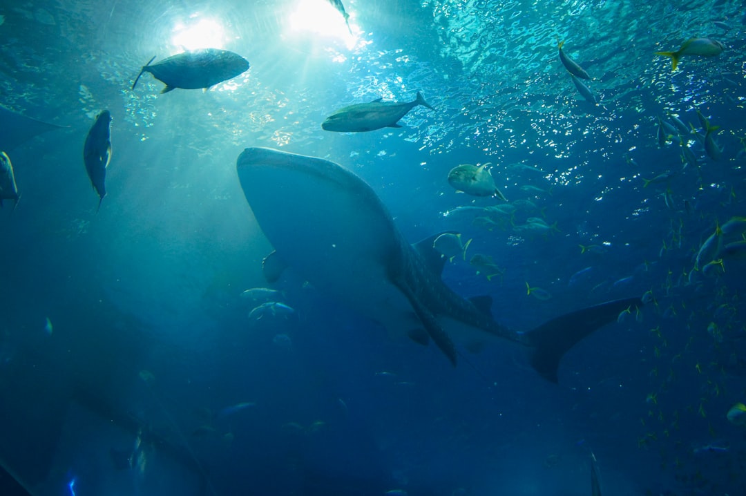 Scopri l'Okinawa Churaumi Aquarium: Un gioiello del Giappone - Motobu | Secret World Trip Planner