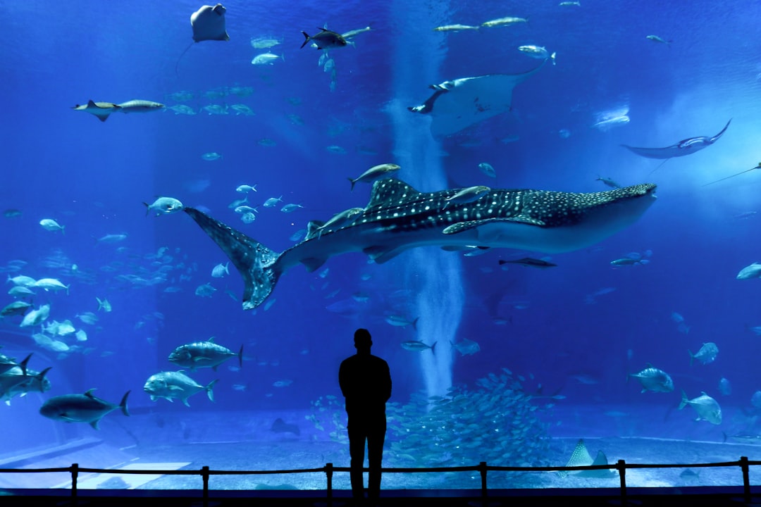 Entdecke das Okinawa Churaumi Aquarium: Ein Juwel Japans - Motobu | Secret World Trip Planner