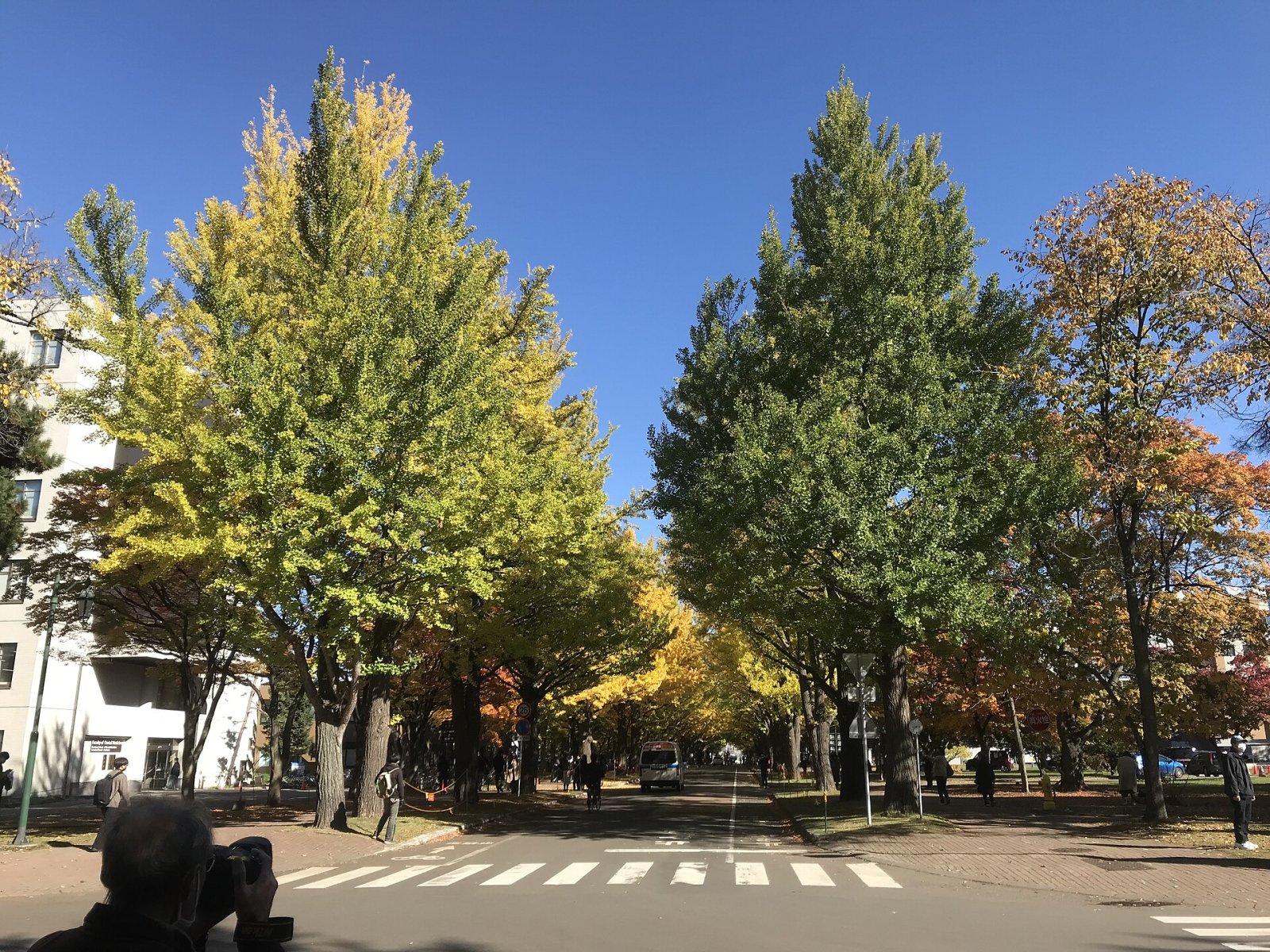 Scopri l'Avenue dei Ginkgo dell'Università di Hokkaido - Sapporo | Secret World Trip Planner