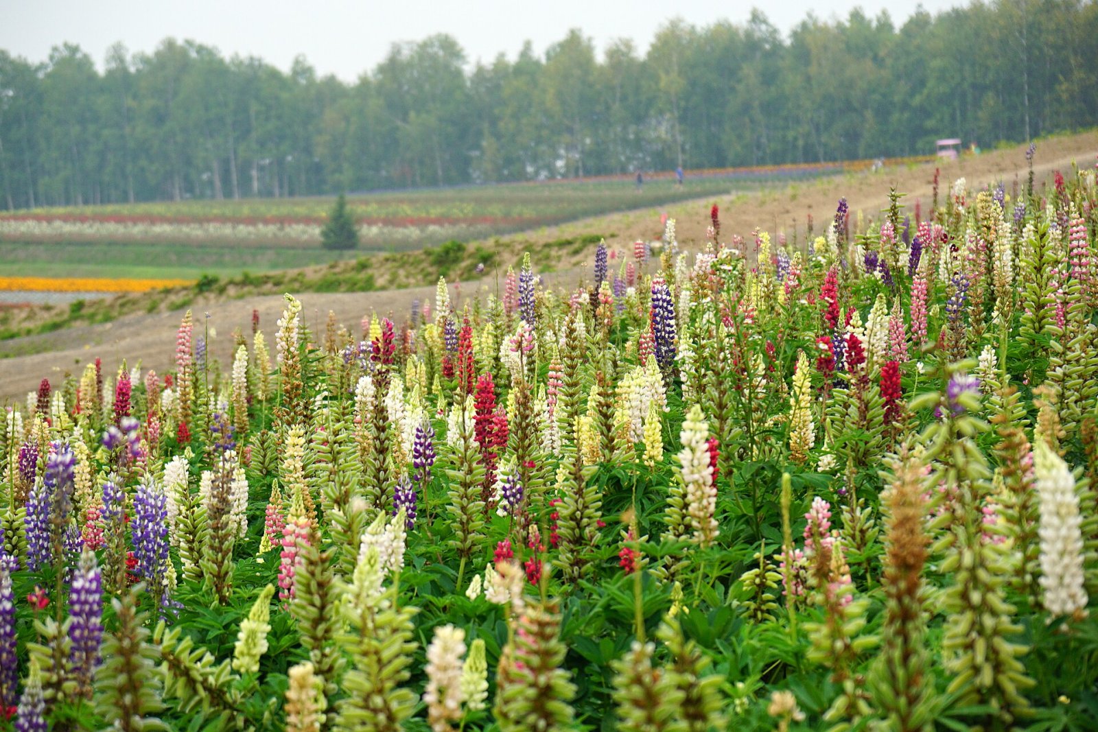 Discover Shikisai-no-Oka: the Color Garden in Biei - Biei | Secret World Trip Planner