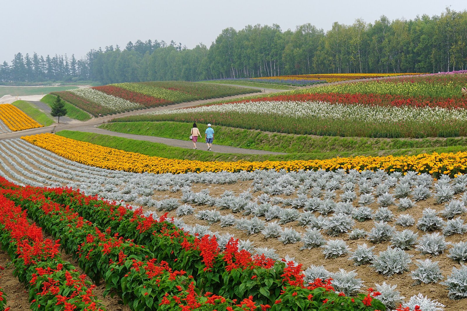 Discover Shikisai-no-Oka: the Color Garden in Biei - Biei | Secret World Trip Planner