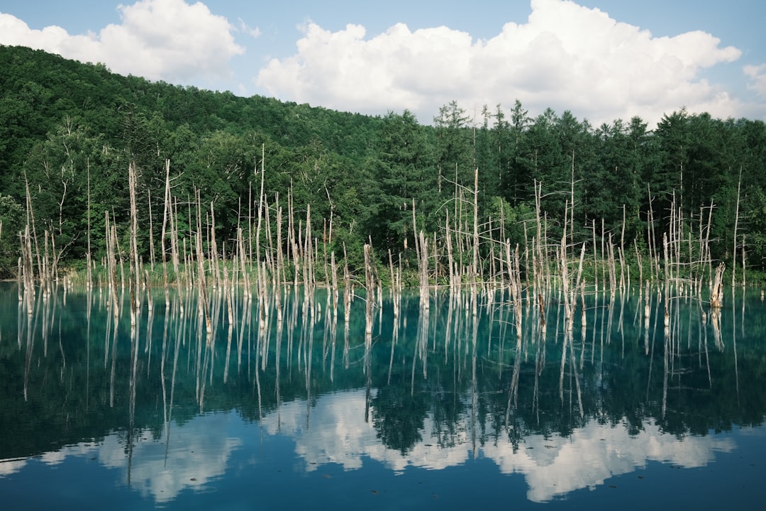 Scopri il Blue Pond di Biei: un angolo di paradiso in Giappone - Biei | Secret World Trip Planner