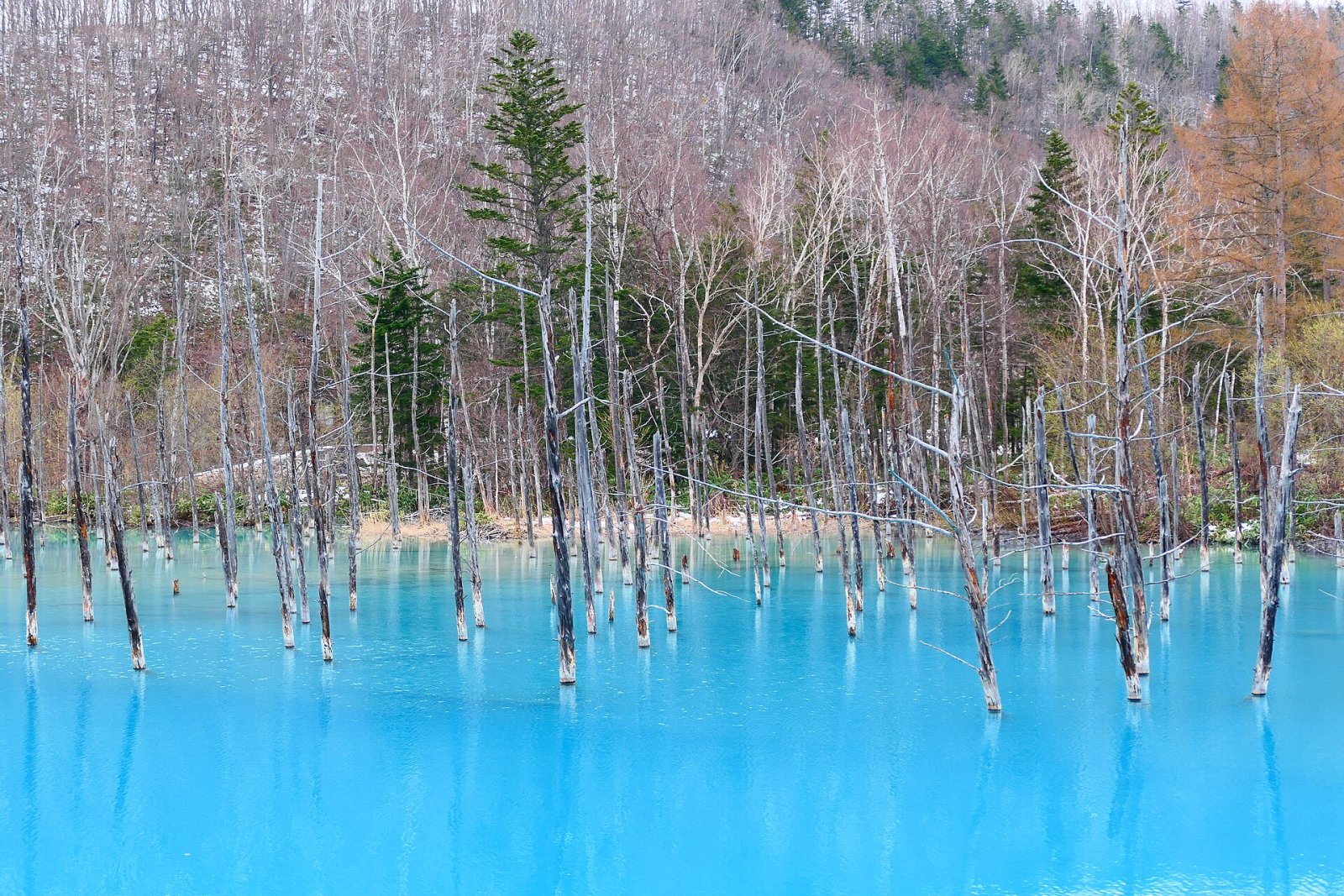 Scopri il Blue Pond di Biei: un angolo di paradiso in Giappone - Biei | Secret World Trip Planner