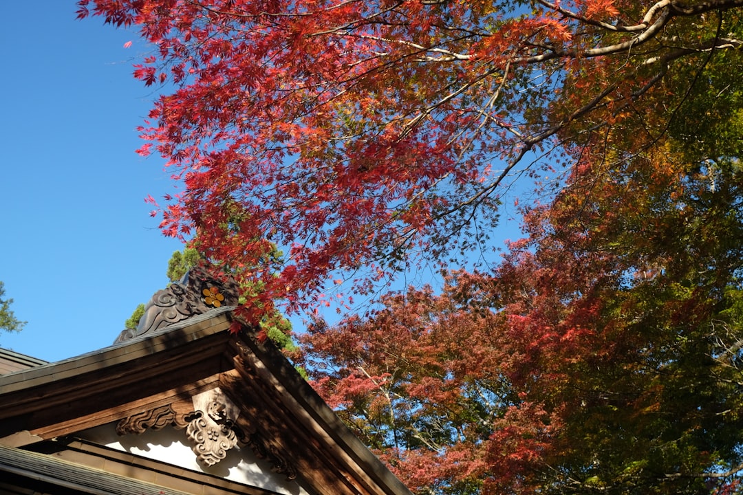 Hiraizumi Chusonji entdecken: ein historischer Schatz in Tohoku - Hiraizumi | Secret World Trip Planner
