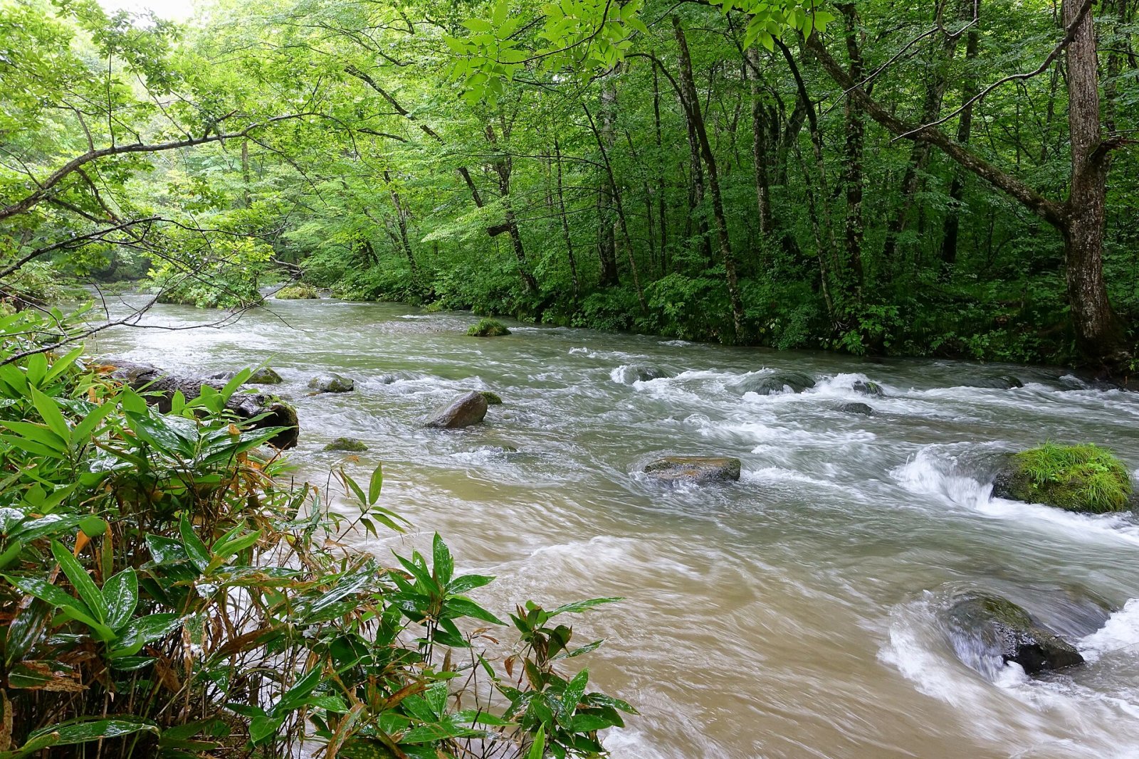 Oirase Stream: A Natural Paradise in Japan - Towada | Secret World Trip Planner