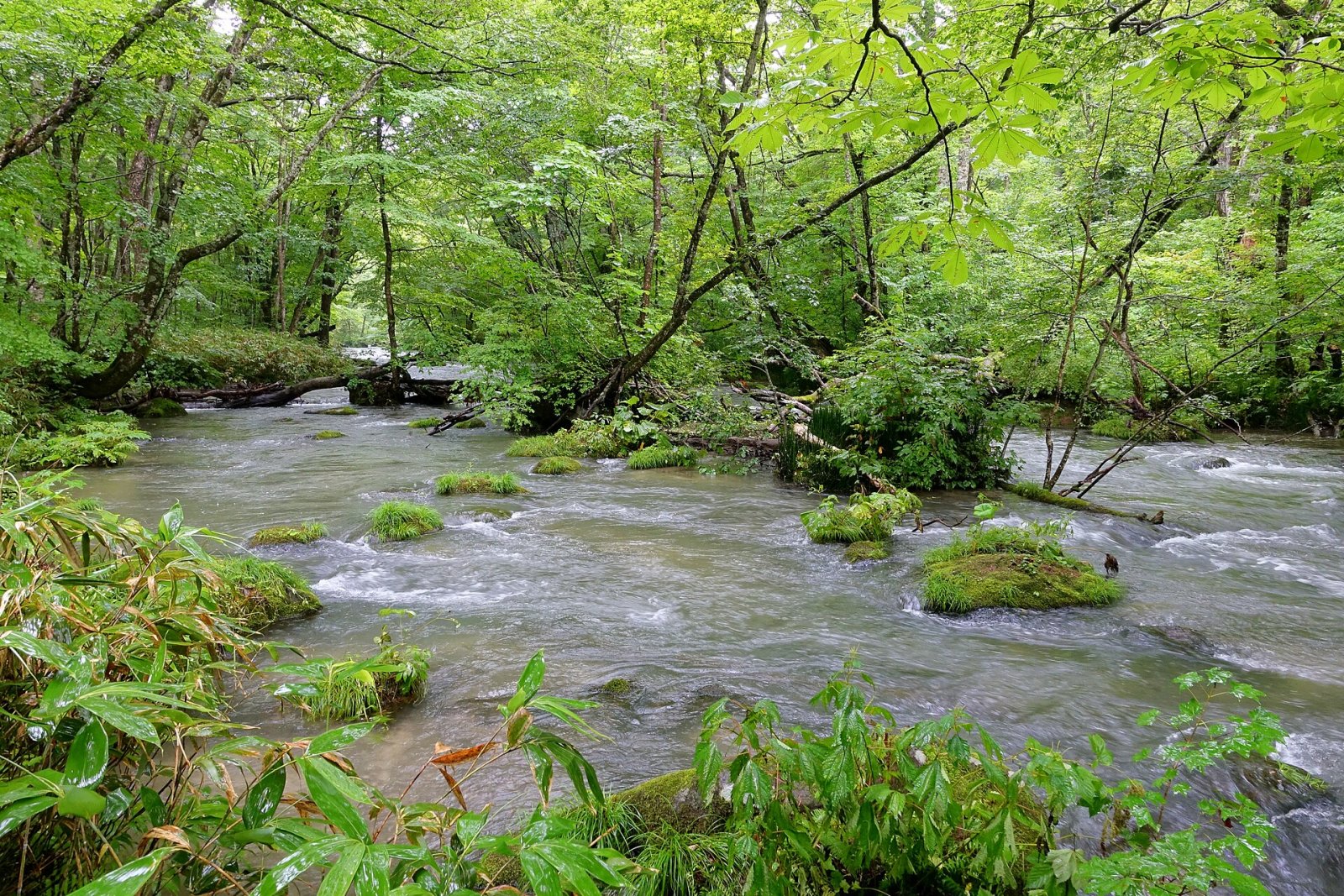 Oirase Stream: A Natural Paradise in Japan - Towada | Secret World Trip Planner