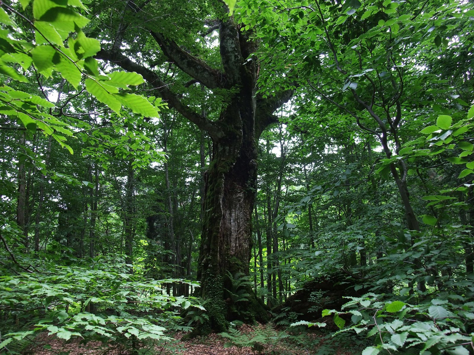 Scopri Shirakami Sanchi: un paradiso naturale in Giappone - Nishimeya | Secret World Trip Planner