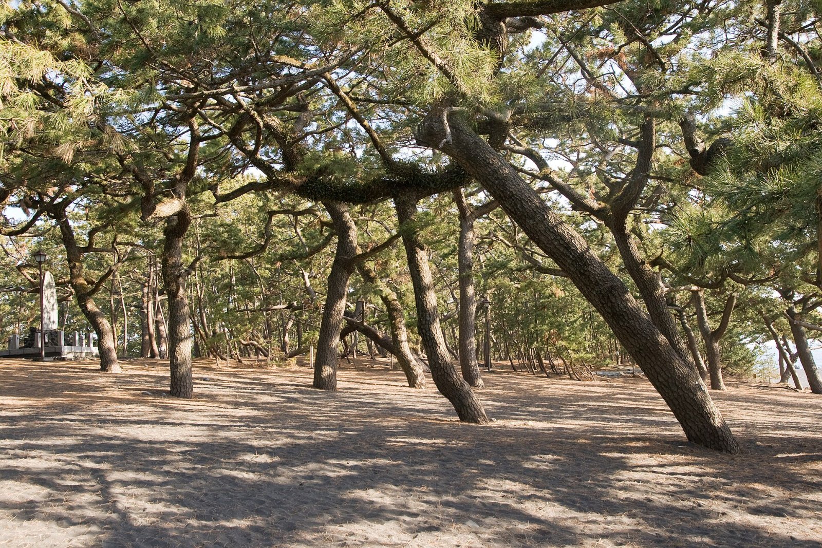 Scopri Shizuoka Miho no Matsubara: un angolo di paradiso in Giappone - Shizuoka | Secret World Trip Planner