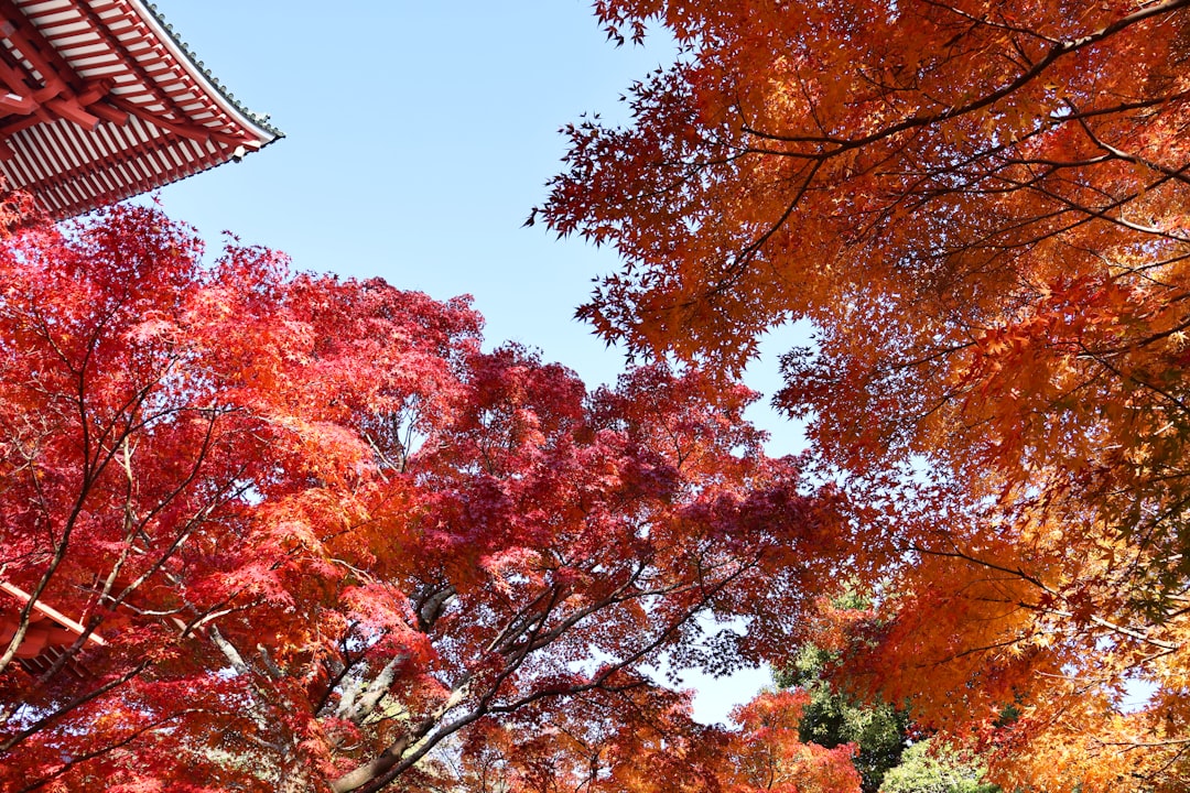 Scopri il Tempio Naritasan Shinshoji: un gioiello culturale nel Kanto — Narita