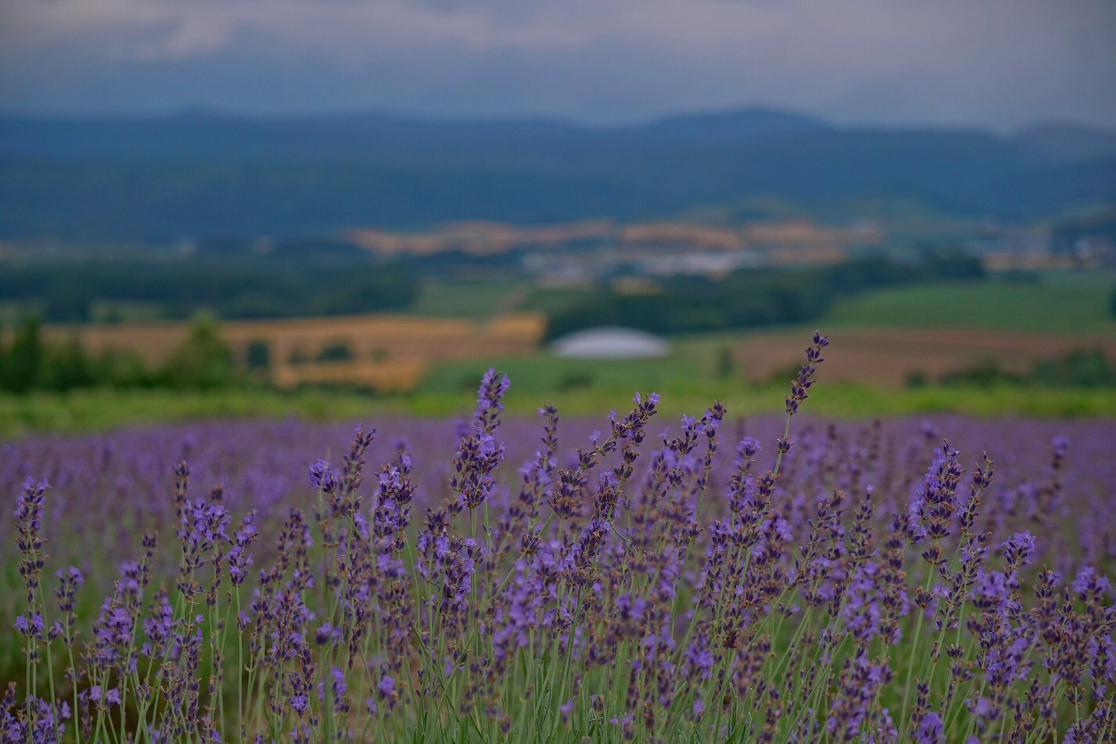 Furano Lavendelfelder: ein Paradies in Hokkaido - Furano | Secret World Trip Planner