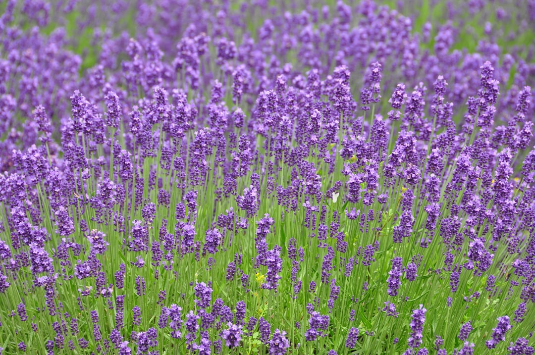 Champs de Lavande de Furano : un coin de paradis à Hokkaido — Furano